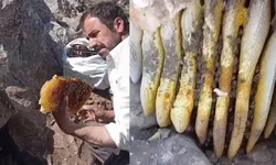 Kaya balı nedir, faydaları nelerdir? İşte merak edilen özellikleri