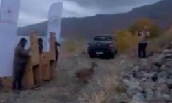 Nemrut Kalderası Milli Parkı’na 2 Yaban Keçisi Doğaya Bırakıldı