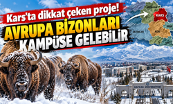 Kars'ta dikkat çeken proje! Avrupa bizonları kampüse gelebilir