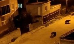 Kars'ta şaşırtan görüntü! 7 ayı aynı anda mahalleye indi