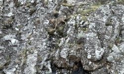 Nefes kesen anlar! Kurtlar yaban keçilerinin peşine düştü