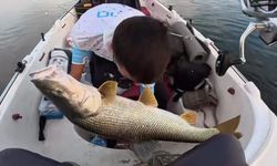 Oltaya dev turna takıldı: Yaklaşık 30 kilo