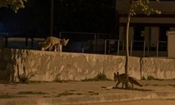 Önce ayılar, şimdi tilkiler: Dikkat çeken görüntüler