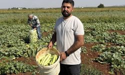 Turşuluk acur hasadı başladı: Sabah 6'da işe başlıyorlar