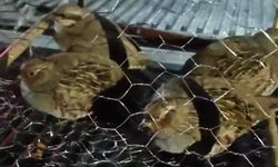 Van'da kafes avcılığı yapan 2 kişiye 211 bin TL ceza