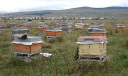 Varroa paraziti arı kolonilerini tehdit ediyor