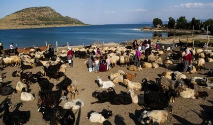 Bitlis'te sürülerin yayla yolculuğu