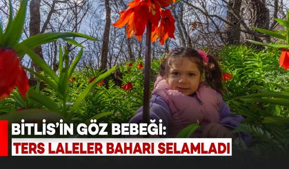 Bitlis’in Göz Bebeği: Ters Laleler Baharı Selamladı