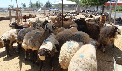 2025 Vekaletle Kurban Kesim Bedelleri Açıklandı