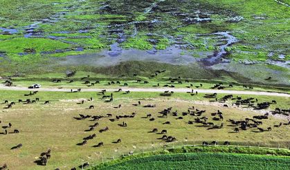 Bitlis’te Mandalardan Belgesellik Görüntüler