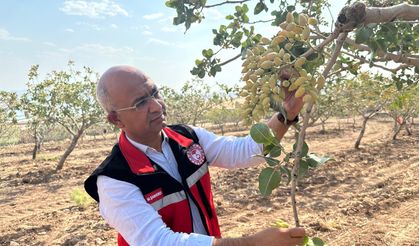 Siirt’te Aşırı Sıcaklıklar Fıstık Bahçelerini Vurdu