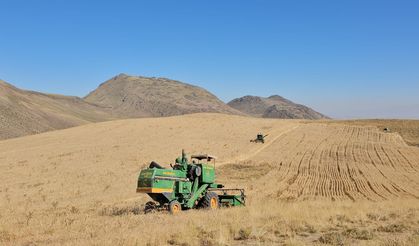 Yağışlar az olunca buğdayda rekolte azaldı