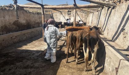 Ağrı’da şap hastalığına karşı aşılama seferberliği