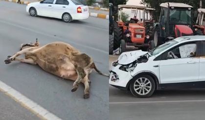 Muş-Bitlis kara yolunda otomobilin çarptığı inek telef oldu