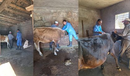 Güroymak’ta Şap Aşısı Çalışmaları Tüm Hızıyla Devam Ediyor