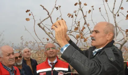 Yanlış Budama Siirt Fıstığında Verimi Düşürüyor, Zararlıları Artırıyor