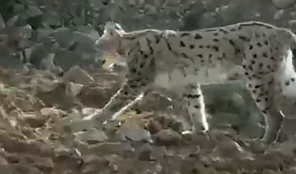 Nesli tükenmekte olan vaşak o ilde görüntülendi