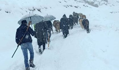 Yaylada mahsur kalan hayvan sürüsü 2 saatlik mücadeleyle kurtarıldı