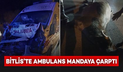 Bitlis’te hasta taşıyan ambulans mandaya çarptı