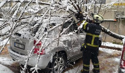 Kar Yükünü Taşıyamayan Ağaçlar Devrildi