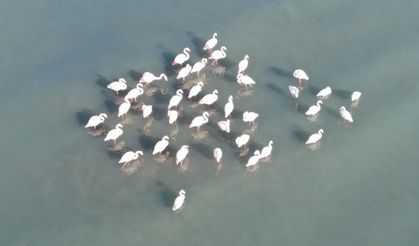 Flamingolar bu yıl da Van’dan göç etmedi