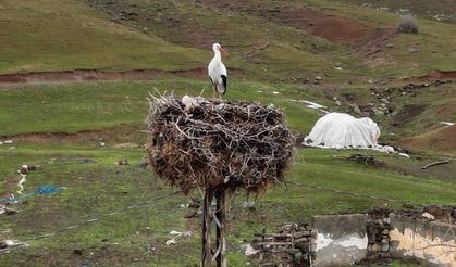 Bitlis'in Göç Etmeyen Leyleği Yıllardır Aynı Yuvada