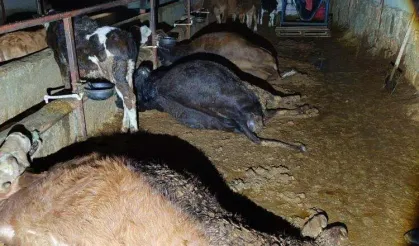 Elektrik Kaçağı Faciası: 8 Büyükbaş Hayvan Telef Oldu