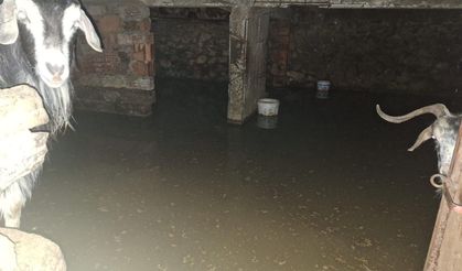 Sel ahırı bastı, 12 keçi ekipler tarafından kurtarıldı