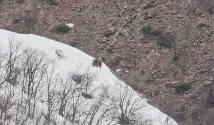 Oyun Oynayan İki Ayı Kamerada