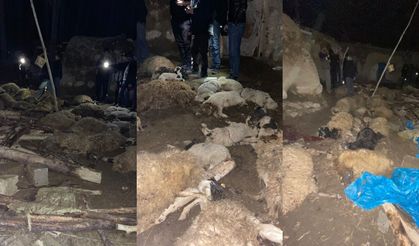 Van’da ahır çöktü: 56 küçükbaş hayvan telef oldu
