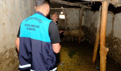Van'da Kuduz Alarmı: 8 Mahalle Karantinaya Alındı