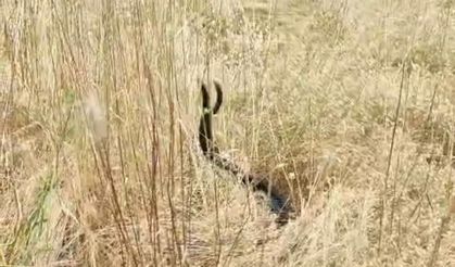 Elazığ'da iki yılanın doğada nadir rastlanan dansı görüntülendi