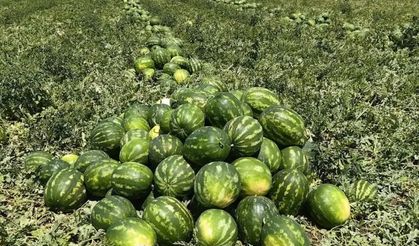 Karpuz hasadı 20 gün gecikecek!
