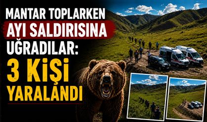 Mantar Toplarken Ayı Saldırısına Uğradılar: 3 Yaralı