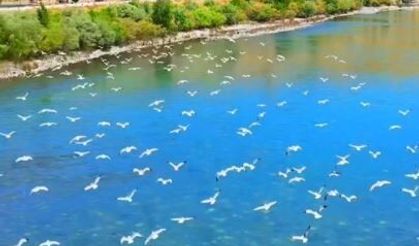 Murat Nehri üzerinde kartpostallık görüntü! Martılar gökyüzünü kapladı