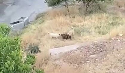 Köpeklerin saldırdığı 2 keçi telef oldu