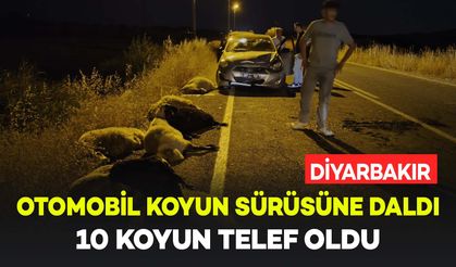 Diyarbakır'da otomobil koyun sürüsüne çarptı: 10 koyun telef oldu