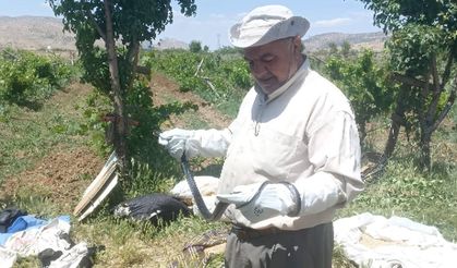 Bahçesinde yakaladığı yılanı öldürmeyip doğaya bıraktı