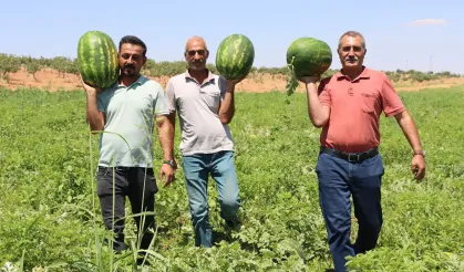 Kar suyunun bereketiyle Yaylak karpuzu: İnce kabuğu ve aromasıyla dikkat çekiyor