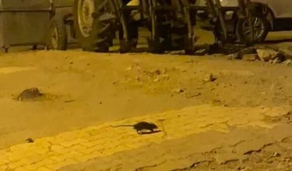 Sıkça görülen lağım fareleri korkutuyor