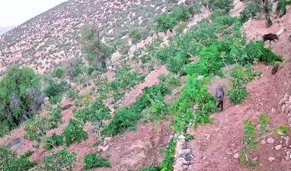 Batman'da domuzlar üzüm bağlarına dadandı; Çiftçilerin domuz nöbeti başladı