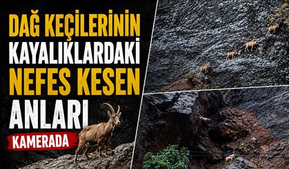 Dağ keçilerinin kayalıklardaki nefes kesen anları kamerada