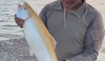 Elazığ'da oltaya nadir görülen sarı alabalık takıldı