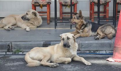 Diyarbakır’da belediyelere başıboş hayvanları toplama talimatı: Son tarih 31 Ekim