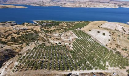 Elazığ'da 9 yıllık emeğin karşılığı: Ticari değeri yüksek bademler toplanıyor