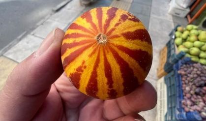 Şamama kavunu tezgahlarda: Tanesi 30 liradan satılıyor