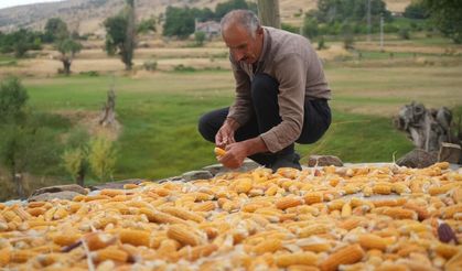 Muş'ta zamana direnen hasat! Mısırlar orakla biçiliyor, sopalarla dövülüyor