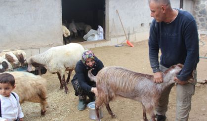 10 koyunla başlayan 4 çocuk annesinin en büyük hedefi çiftlik kurmak
