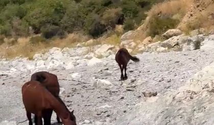 Van kırsalında yılkı atları görüntülendi