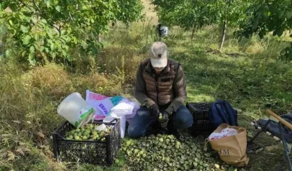 Sonbahar Renkleriyle Birlikte Ceviz Mesaisi de Başladı